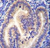 Polyclonal Rabbit anti-Human CCDC54 Antibody (aa91-119, IHC, WB)