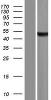 ASB10 Protein (Over-Expression Lysate Myc-DDK (Flag))
