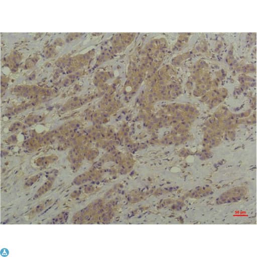 MAPK3 / ERK1 Antibody