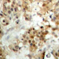 IRF3 Antibody (C-Terminus)