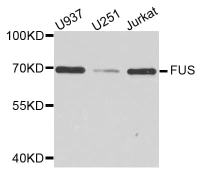 FUS / TLS Antibody