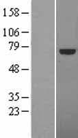 TCF4 Protein (Over-Expression Lysate Myc-DDK (Flag))