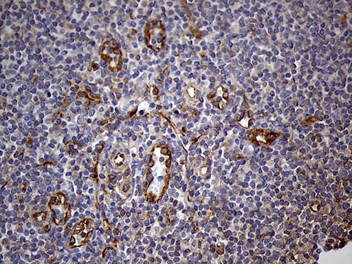 Monoclonal Mouse anti-Human IFITM2 Antibody (clone OTI4E3, IHC, WB)