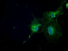 TSC501 / NAT8 Antibody (clone OTI5A8, Carrier-free)