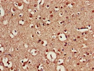 CDX4 Antibody