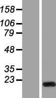 GLIPR2 Protein (Over-Expression Lysate Myc-DDK (Flag))