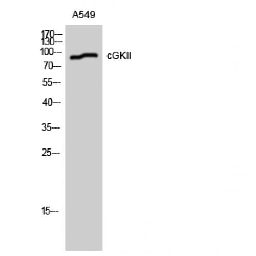 PRKG2 / CGKII Antibody (70-150 aa)