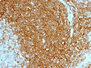 CD44 Antibody (clone HCAM/1097)