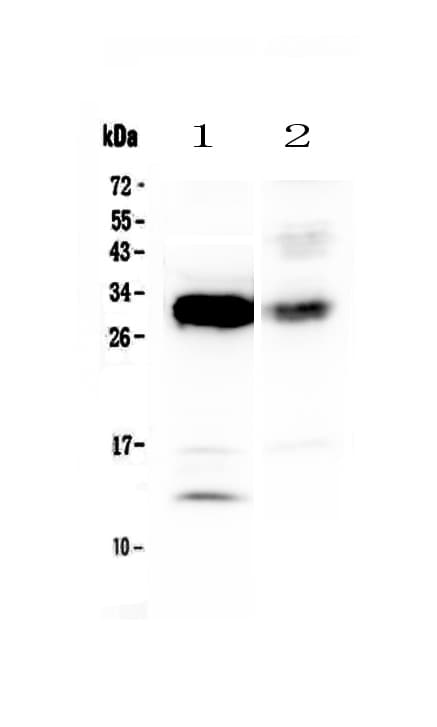 IL-33 Antibody