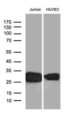 Monoclonal Mouse anti-Human CD99 Antibody (clone OTI1H5, WB)