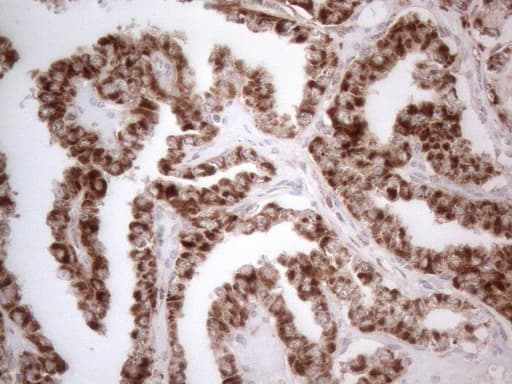 GLOD2 / MCEE Antibody (clone OTI11G7)