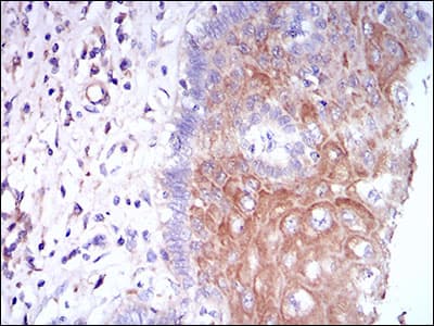 Monoclonal Mouse anti-Human CSF1R / CD115 / FMS Antibody (clone 6B9B9, aa344-497, IHC, IF, WB)