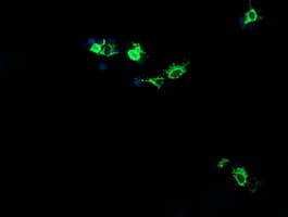 CMPK / CMPK1 Antibody (clone OTI1D7)