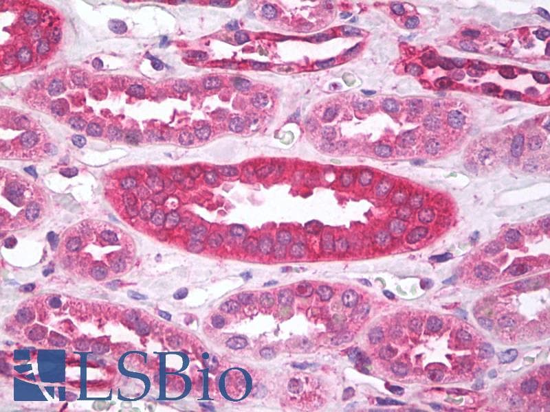 IHC-plus™ KDELR / KDEL Receptor Antibody (clone KR-10)