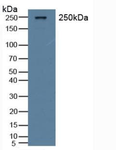 VWF / Von Willebrand Factor Antibody (aa269-367)