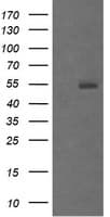 MDM4 / MDMX Antibody (clone OTI4B10)