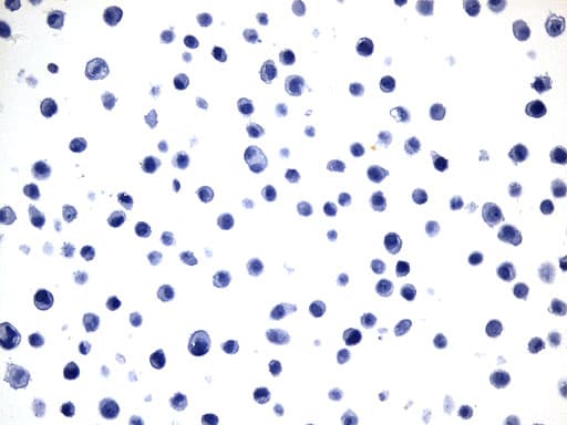 Monoclonal Mouse anti-Human MAPT / Tau Antibody (clone UMAB239, aa623-758, IHC, WB)