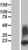 DEFB103B Protein (Over-Expression Lysate Myc-DDK (Flag))
