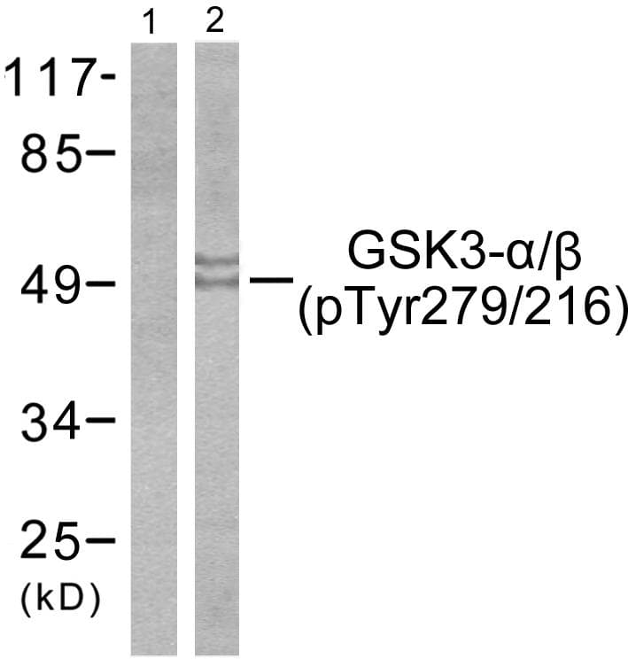 GSK3A / GSK3 Alpha Antibody (phospho-Tyr279/216)