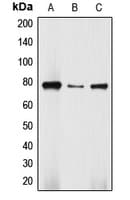 DBF4 Antibody (N-Terminus)
