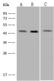 Polyclonal Rabbit anti-Human GPN1 / XAB1 Antibody (WB)