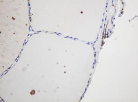 GAPDHS / GAPDS Antibody (clone OTI1F6, Carrier-free)