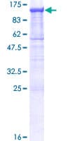 Human PCDHGA11 Protein (Recombinant GST)