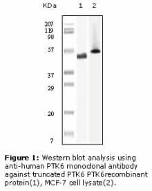 PTK6 / BRK Antibody (clone 2H12B8)