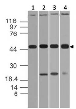 Polyclonal Rabbit anti-Mouse JMJD6 / PSR Antibody (WB)