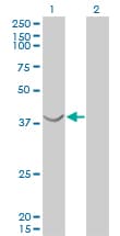 ASNA1 Antibody (clone 2H3)