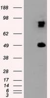 Monoclonal Mouse anti-Human PSMC3 Antibody (clone OTI8G10, Carrier-free, IF, WB)