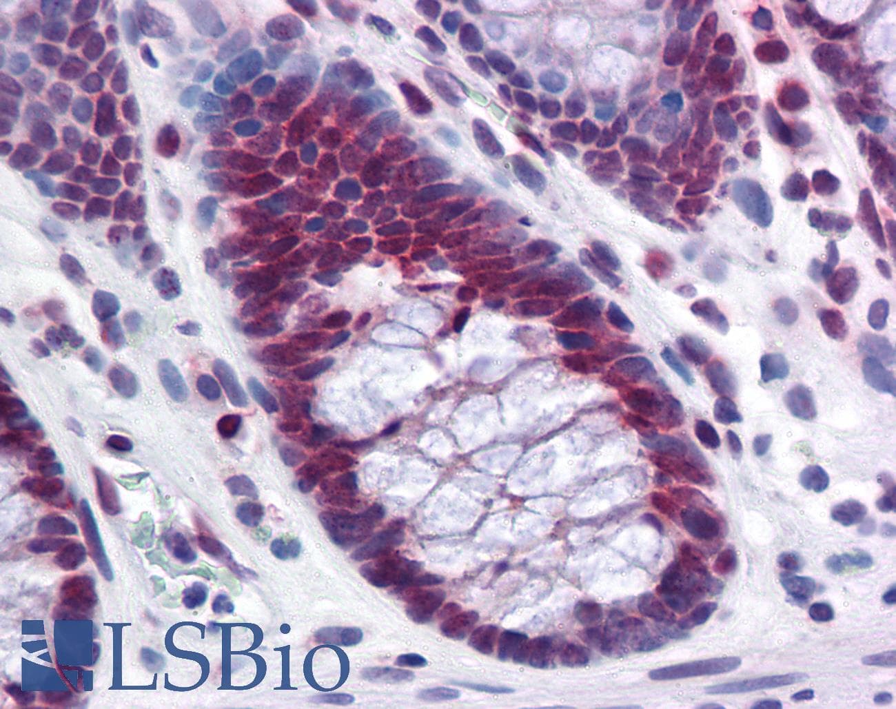 IHC-plus™ Monoclonal Mouse anti-Human RPL39L Antibody (clone 4A8-1B6, IHC, WB)