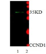 CCND1 / Cyclin D1 Antibody (Preservative Free)