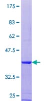 Human DYNLL2 Protein (Recombinant GST)