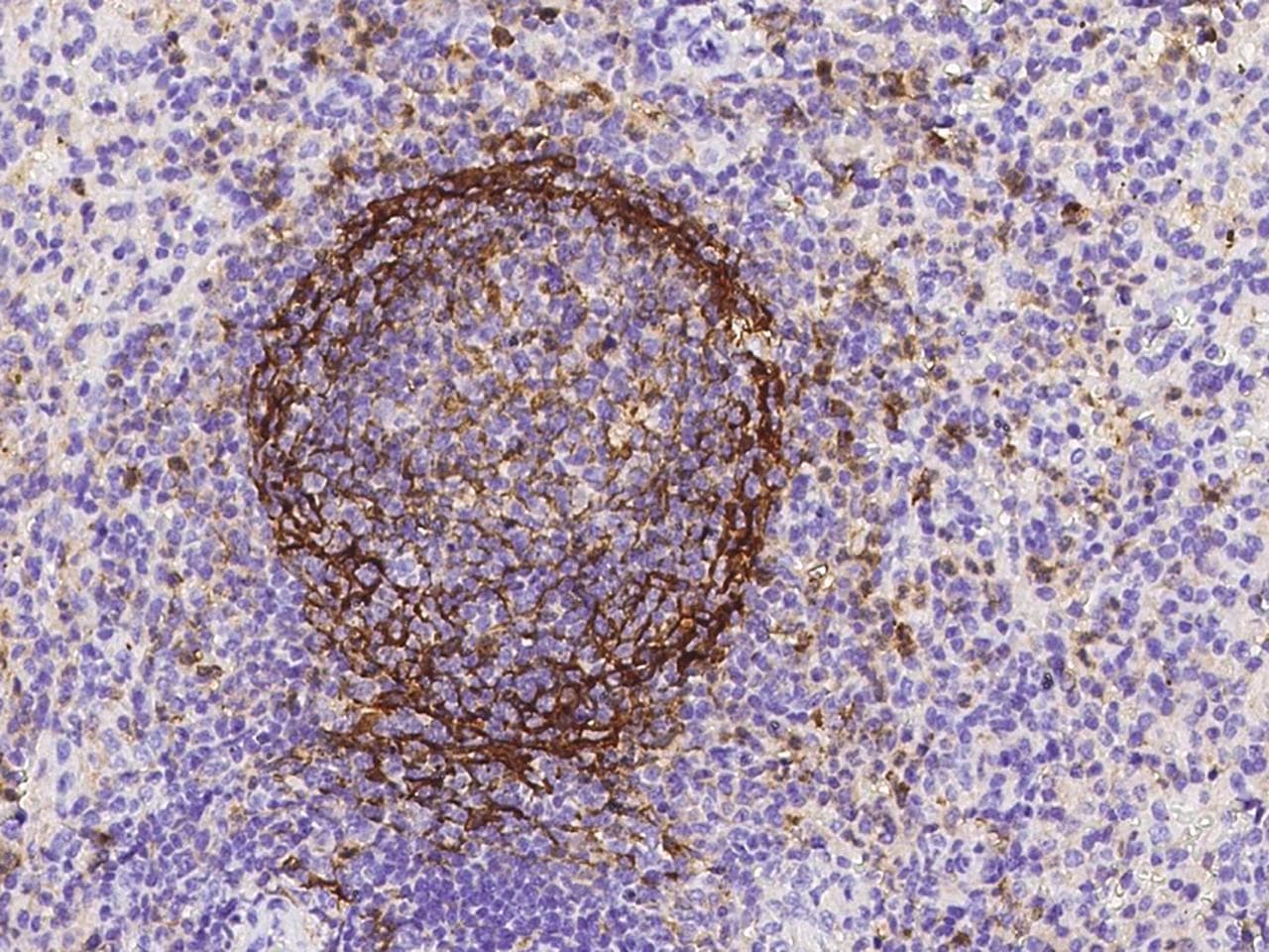 CD14 Antibody (clone 19, Preservative Free)