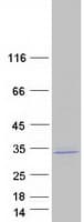 Human CDC42EP2 Protein (Recombinant Myc-DDK (Flag))