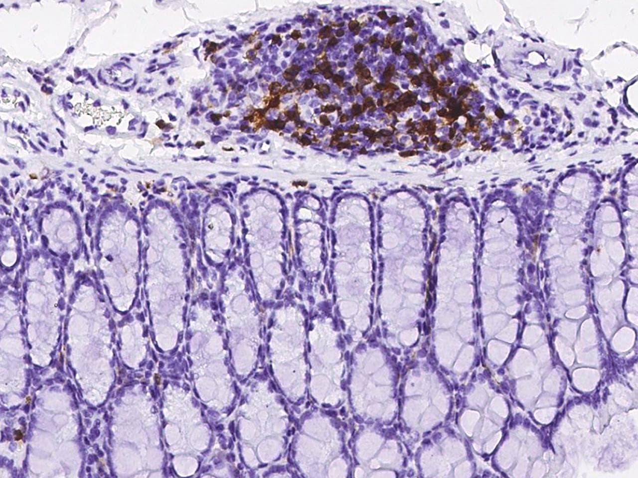 CD4 Antibody (clone 766, Preservative Free)