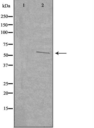 UGDH / UDPGDH Antibody