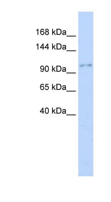NEDD4 Antibody (aa324-373)