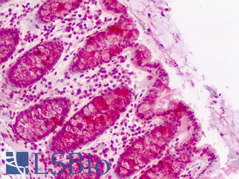IHC-plus™ CLASP2 Antibody (aa946-975)