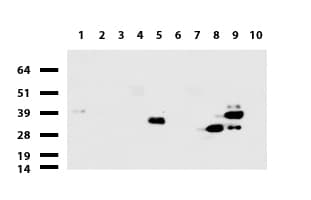 EPCAM Antibody (clone UMAB131, Carrier-free)