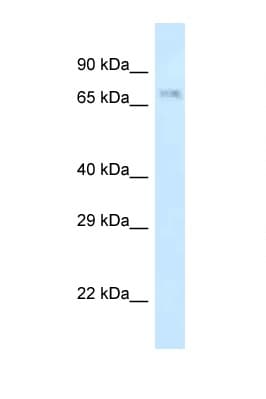 FE65L1 / APBB2 Antibody (aa63-112)