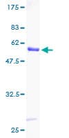 Human YWHAG / 14-3-3 Gamma Protein (Recombinant GST)