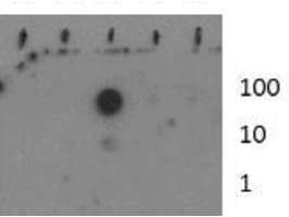 Polyclonal Rabbit anti-Human HIST3H3 Antibody (Me-Lys37, IF, WB)