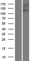 FAM13A1 / KIAA0914 Protein (Over-Expression Lysate Myc-DDK (Flag))