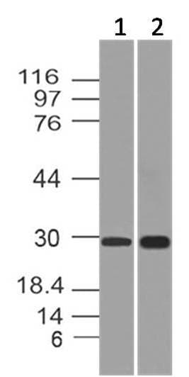 APIP Antibody