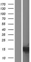 Human C15orf65 Protein (Over-Expression Lysate Myc-DDK (Flag))