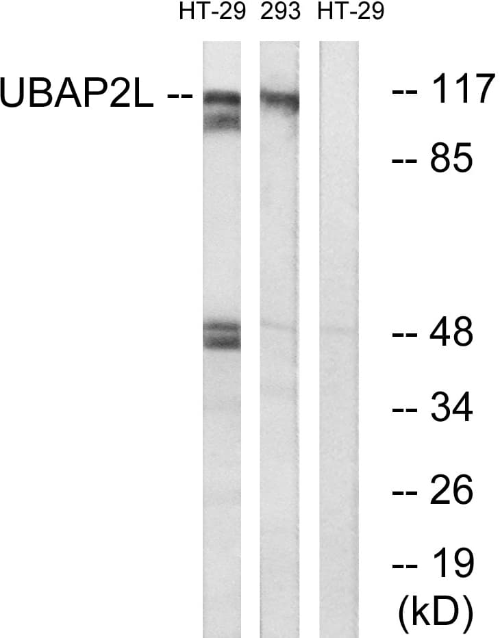 UBAP2L Antibody (aa561-610)