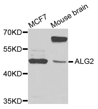 ALG2 Antibody