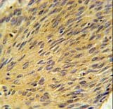 MURC Antibody (aa87-116)